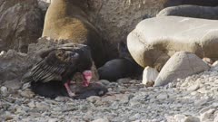 A Turkey Vulture eats a dead Fur Seal Pup, Peru