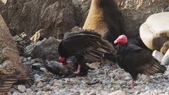 A Turkey Vulture eats a dead Fur Seal Pup, Peru