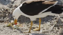 A Belchers Gull Steals an egg from a Guanay Cormorant Nest, Peru