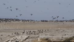 Belchers Gulls fly over a Guanay Cormorant Nesting colony, looking for eggs to steal, Peru