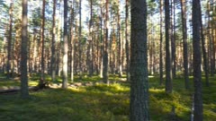 landscape with shadows of trees in the north forest, Karelia, pan view