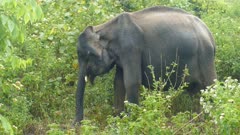 indian elephant eating grass in jungle