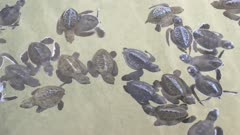 Baby turtles swimming in Turtle Hatchery - Sri Lanka 4k