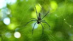Spider on the web macro
