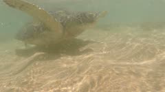 large sea turtle underwater close-up