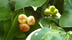Rose apples or chomphu fruits on tree  4k