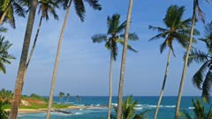 beautiful landscape with sea and coconut palms