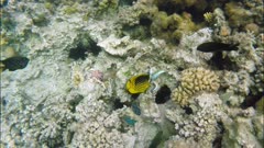 Corals, fish and sea urchins in the Red Sea - Egypt