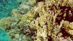 Coral and fish in the Red Sea - Egypt