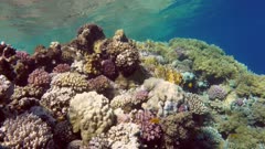 Coral and fish in the Red Sea - Egypt