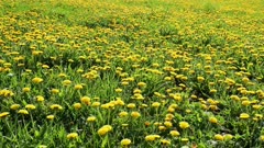 yellow dandelion field - slider dolly shot 