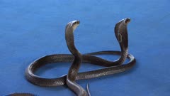 two cobra on carpet - snake show, 4k
