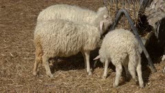 sheeps eating hay at farm, 4k