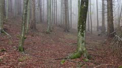 Walking in a spring forest misty morning, 4k