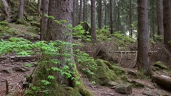 Landscape in a dark mountain forest with rocks, panorama 4k