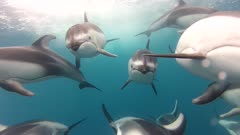 Pacific White Sided Dolphin Pod Swimming Toward Camera