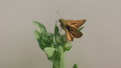 Skipper butterfly on a plant, Ticino, Alps
