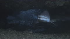 Huge Sandtiger shark in underwater cave, Indian Ocean