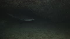 Big Sandtiger Shark bumps into underwater camera, Indian Ocean