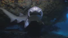 Close Face-to-Face encounter with Sandtiger Shark in underwater cave