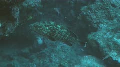 Dusky grouper in mediterranean Reef landscape