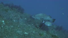 Dusky Grouper rubs against rocks in Mediterranean Sea