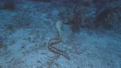 Moray Eel swims over Mediterranean sea floor