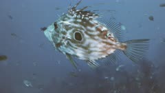 Close shot of seldom John Dory fish swimming in Mediterranean Reef