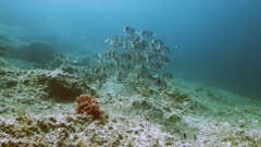 Huge school of Seabreams assemble over reef landscape