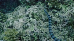 Banded Sea Krait searching for prey, Indonesia