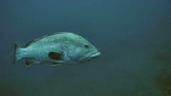 Dusky grouper passes camera, Mediterranean Sea