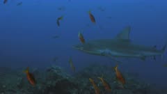 Galapagos Shark shows up at Reef, Pacific Ocean