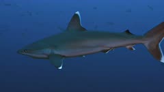 Silvertip shark in open water, Pacific Ocean