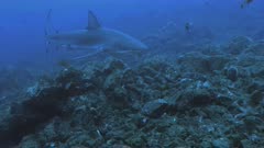Galapagos Shark shows up, Pacific Ocean
