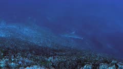 Galapagos Shark swims along reef wall, Pacific Ocean