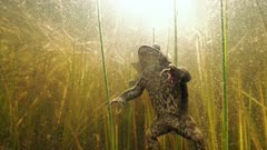 Common toads diving among sedges during spawning period at Finnish lake. Underwater shot slowed down to 50 percent.