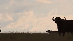 Silhouette Of A Wild Buffalo's Walking And Standing On The Grass Field In Kenya, Africa - Wide Shot