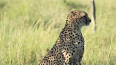 Slow motion Cheetah sitting and looking alert. African safari widlife shot in Kenya