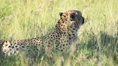 Slow motion Cheetah lying down in grass. African safari widlife shot in Kenya