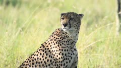 Slow motion Cheetah blinking and looking alert. African widlife shot in Kenya