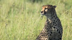 Slow motion focus rack of Cheetah sitting. African widlife shot in Kenya