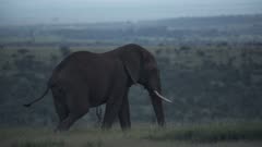 Landscape view of a elephant walking in the Kenyan savannah, Africa, on a moody day