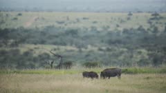 Landscape savannah view of warthogs eating on a grassland, Kenya, Africa