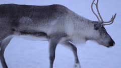 A Large Caribou Slowly Walking On A Ground Full Of Snow In Finland - Wide shot