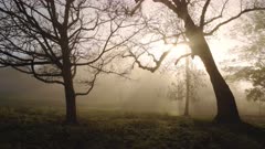 Beautiful nature forest scenery in woodlands at sunrise, sunbeams shining through bare trees in misty foggy weather, magical atmospheric mist and fog in the woods, England, UK