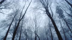 Looking up at tall trees in woods, vertical view of blue bare woodlands forest scene, atmospheric nature shot of mysterious foggy and misty landscape with thick mist and fog in England, UK