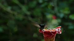 White Necked Jacobin Hummingbird (florisuga mellivora), Bird Flying in Flight and Feeding and Drinking Nectar from a Bright Red Flower in Tropical Rainforest in Costa Rica, Central America