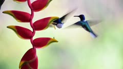 Costa Rica Humming, White Necked Jacobin (florisuga mellivora) Bird Flying in Flight and Feeding and Drinking Nectar from a Bright Red Flower, Birdwatching Vacation Wildlife Holiday, Central America