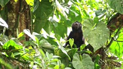Mantled Howler Monkey (alouatta palliata), Costa Rica Wildlife, Eating Leaves and Plants in a Tree, Rainforest Animals, Boca Tapada, Costa Rica, Central America