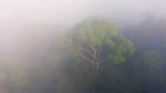 Aerial Drone View of Costa Rica Rainforest Canopy and Trees in Mist, Beautiful Misty Tropical Jungle Treetops Scenery and Nature, Boca Tapada, Central America Giving Hope for Climate Change